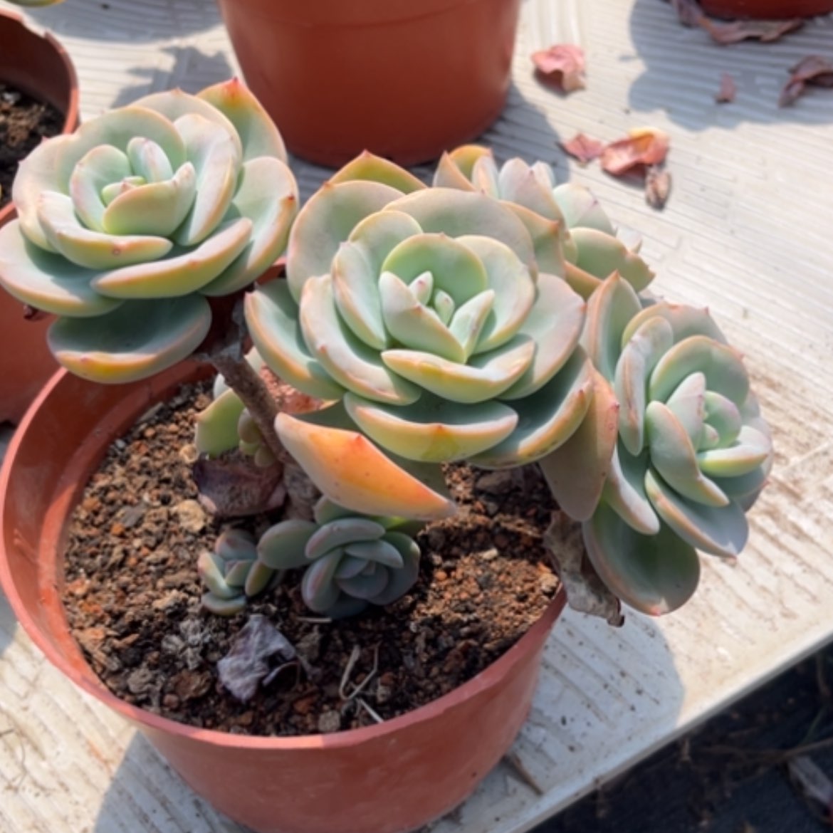 【闪购商品】不*白凤