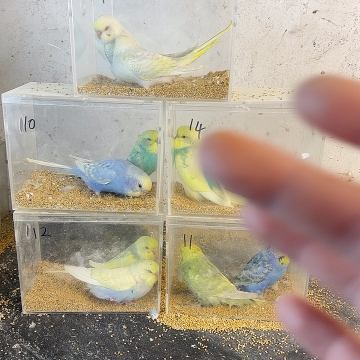 虎皮鹦鹉虎皮大头鹦鹉