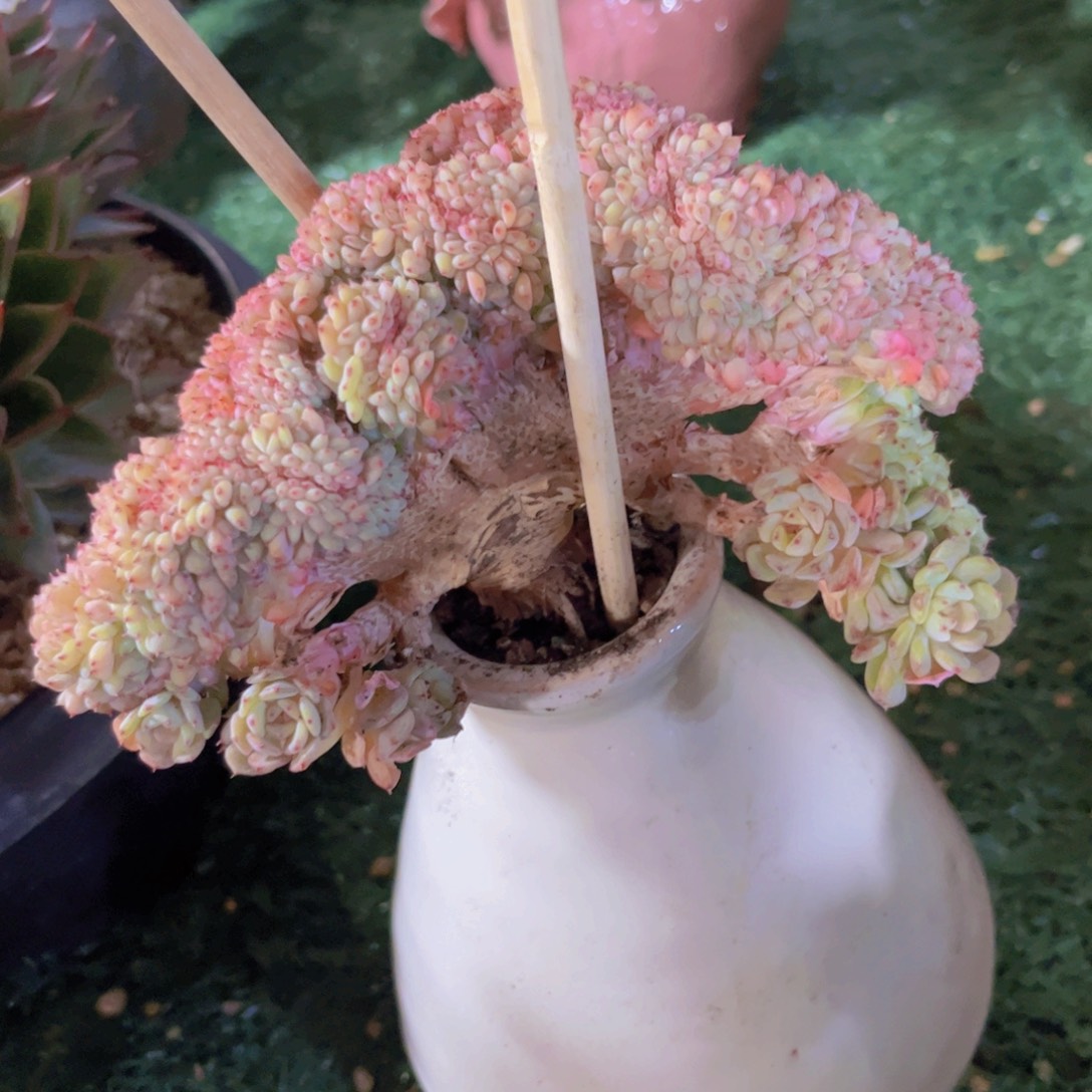 白胖子缀30229多肉植物