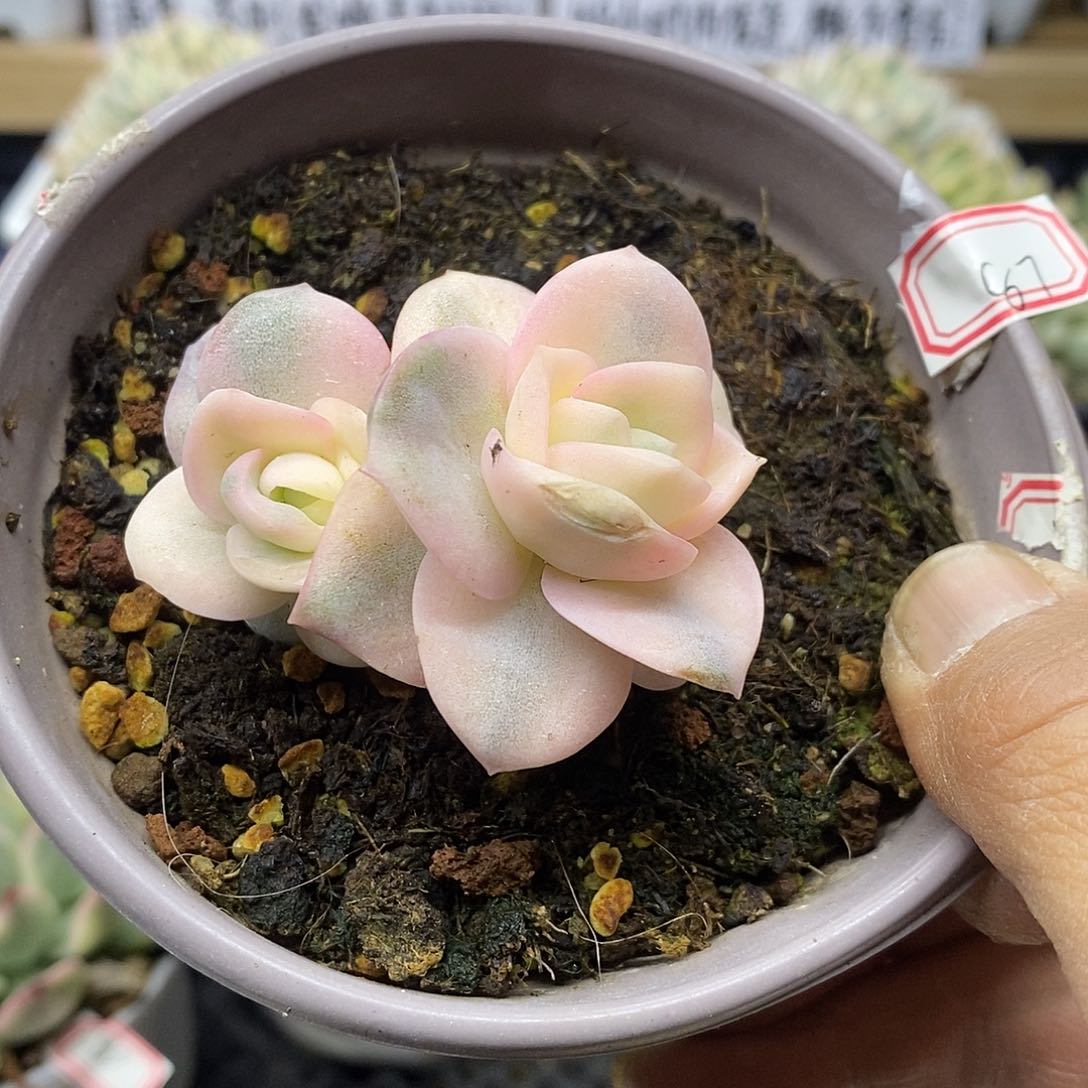  2687 可爱玫瑰彩锦无砍双头