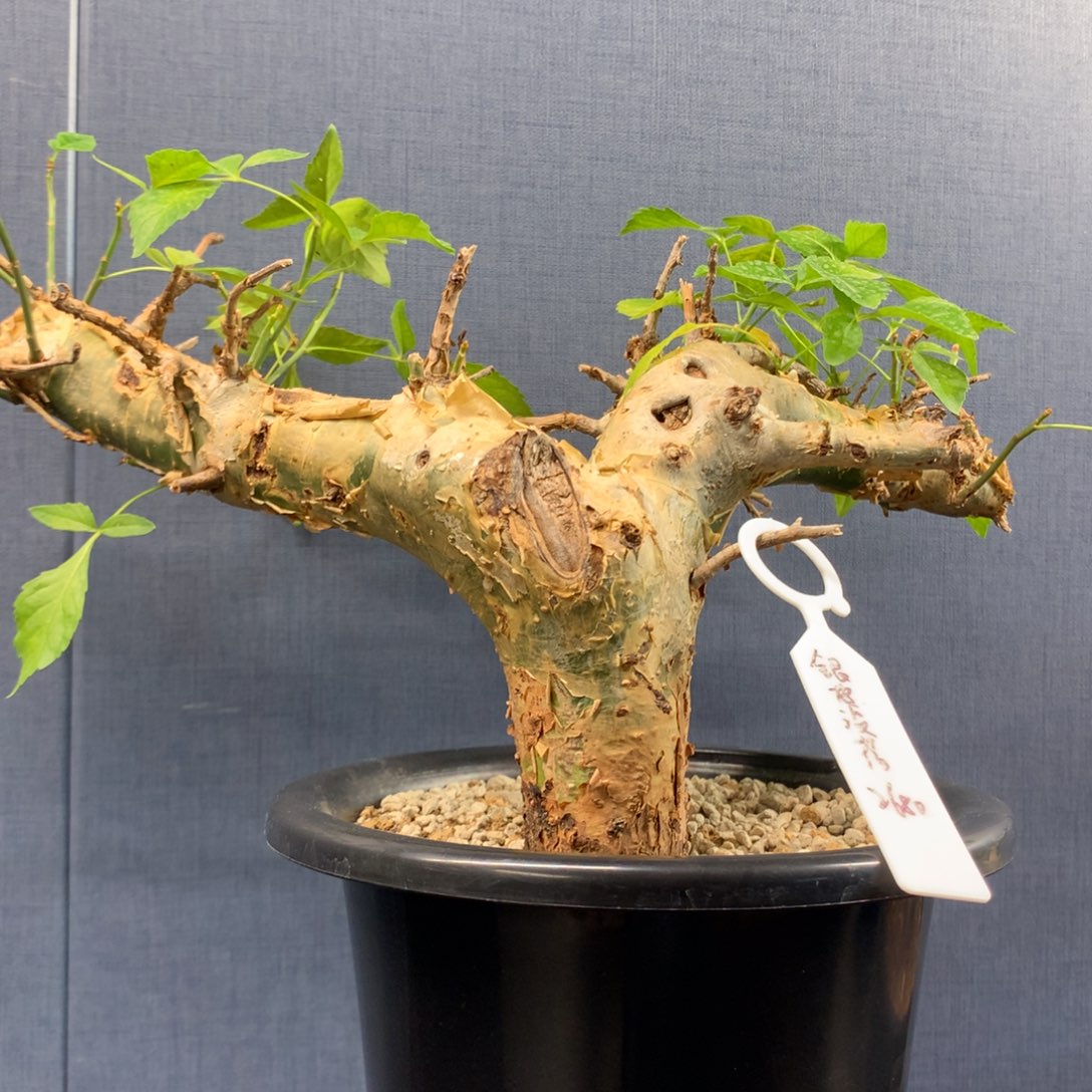 银皮没药产地熟桩