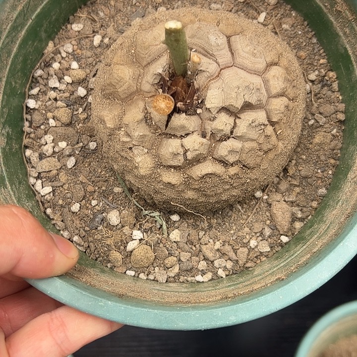 精品龟甲龙不退不换