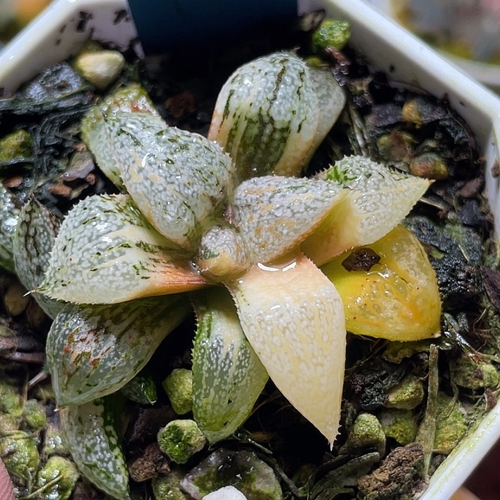 612潘多拉白银锦特选福利