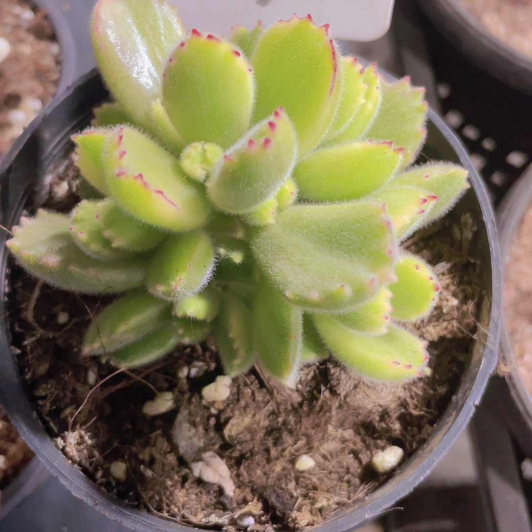 黄熊a020一物一拍