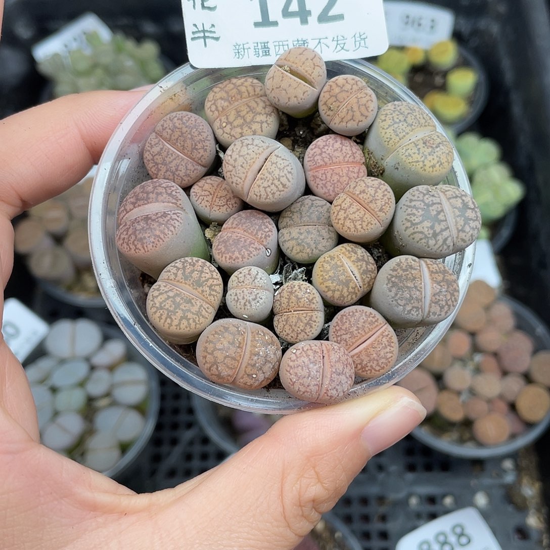 142000000花花花花花花花花花花花花花花