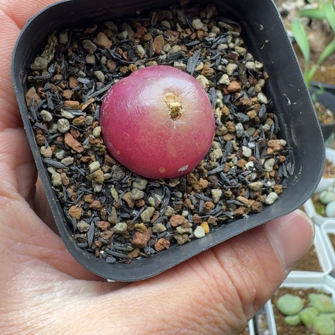 灯泡2.8cm多肉。