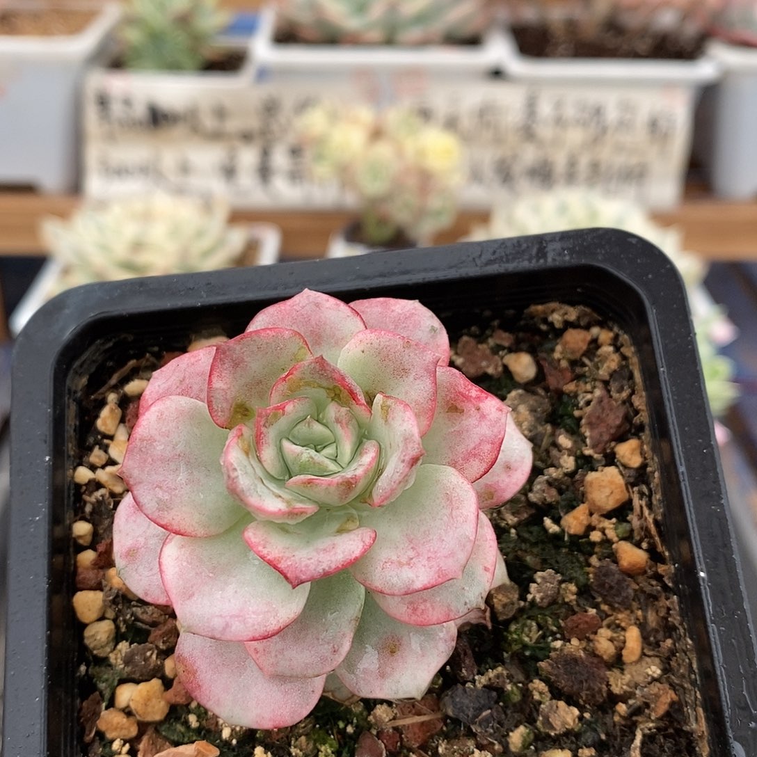 15222 妮可莎娜糊斑锦 微瑕