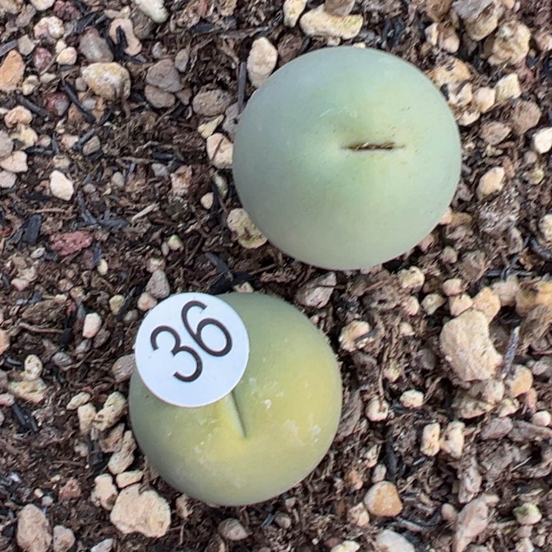 多肉植物1111111111111111