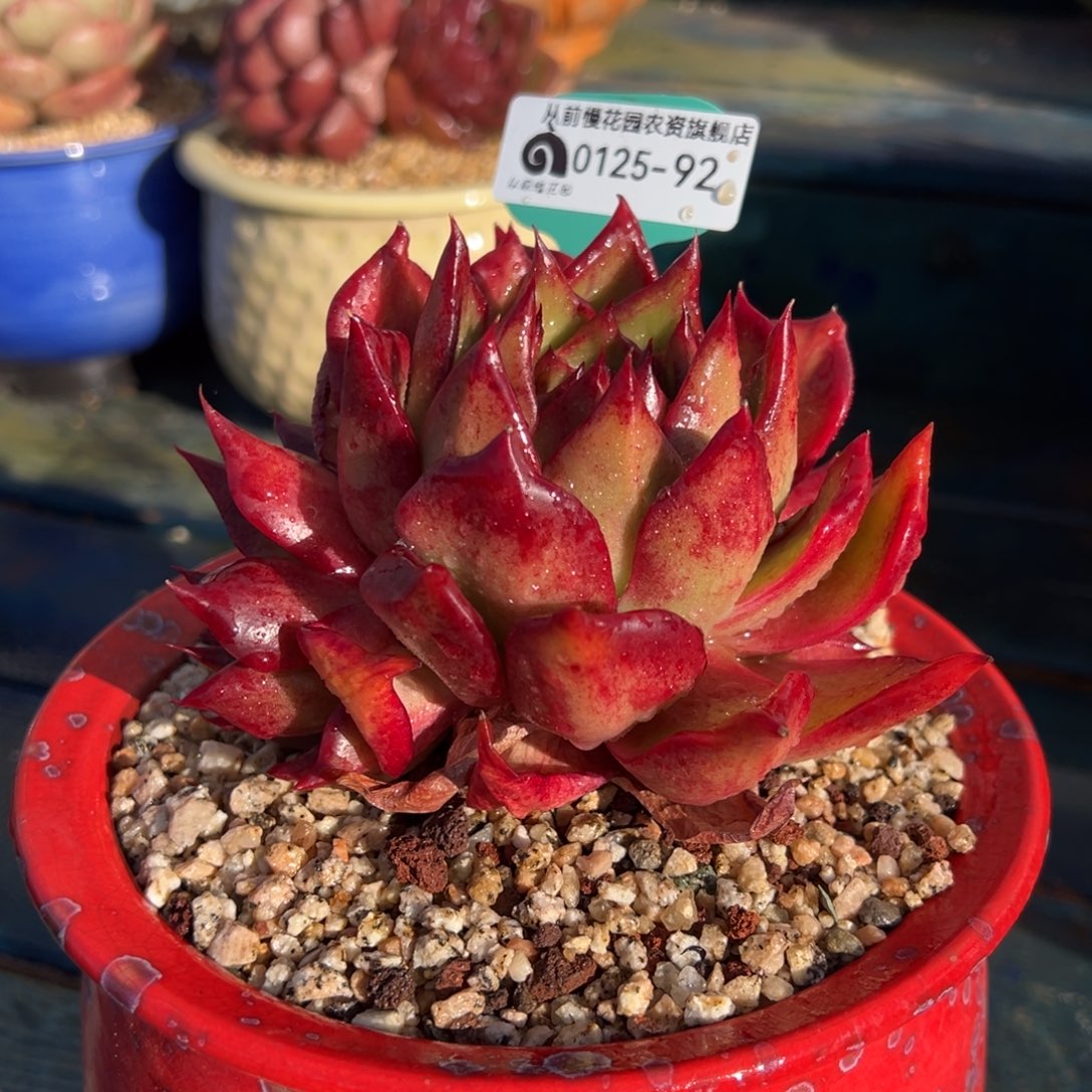 从前慢多肉精选编号0125.92