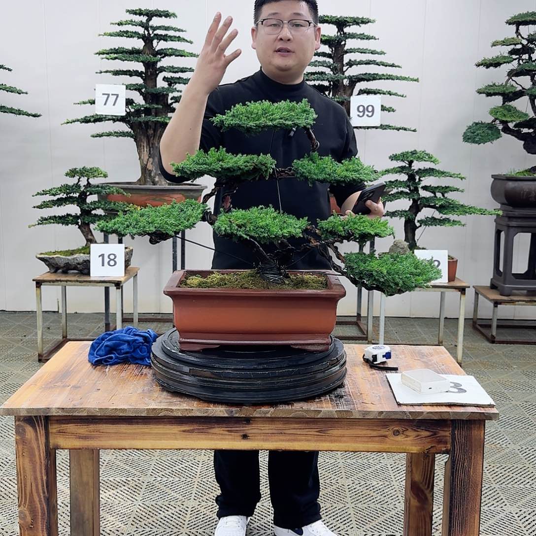 盆景柏树造型盆景