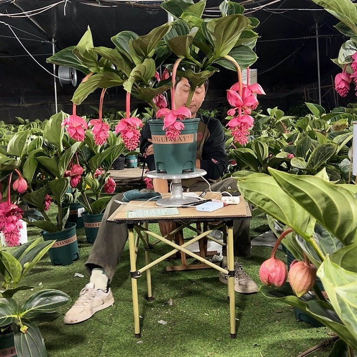 诠***福少量花朵（建议范围：2朵-5朵 或40%以下）