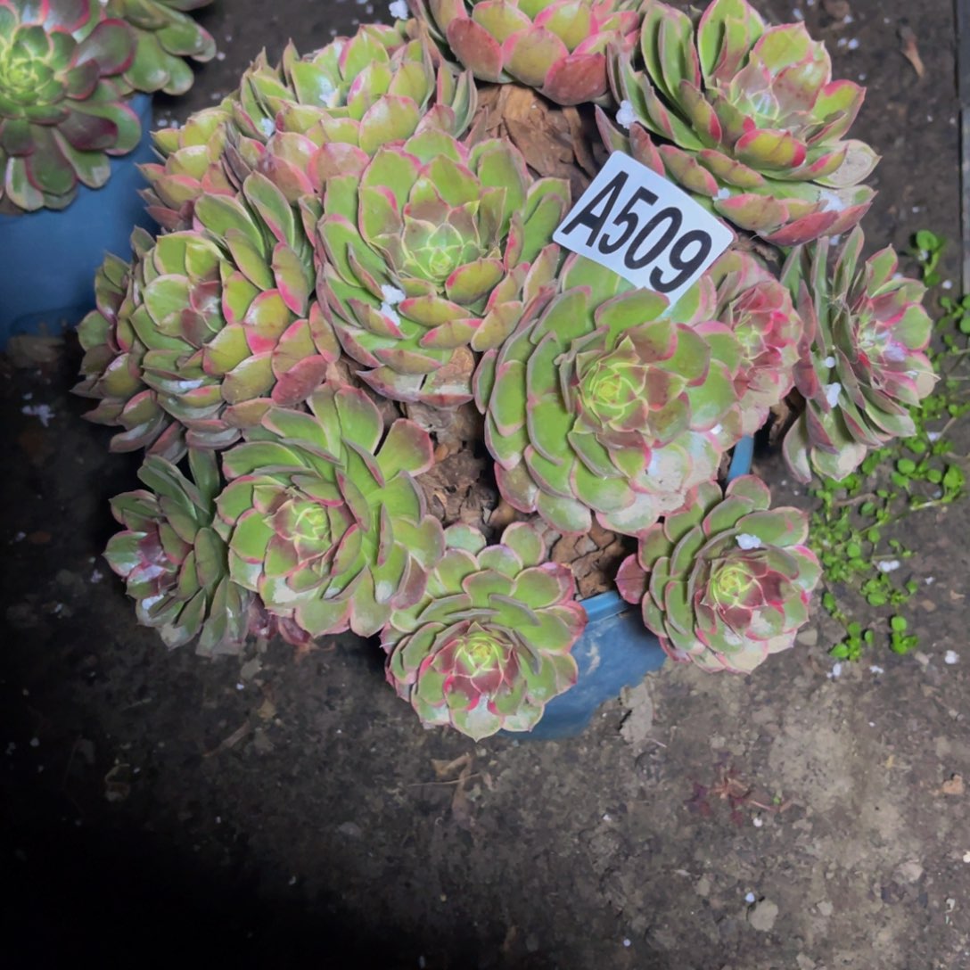 粉花妖16////-16包邮