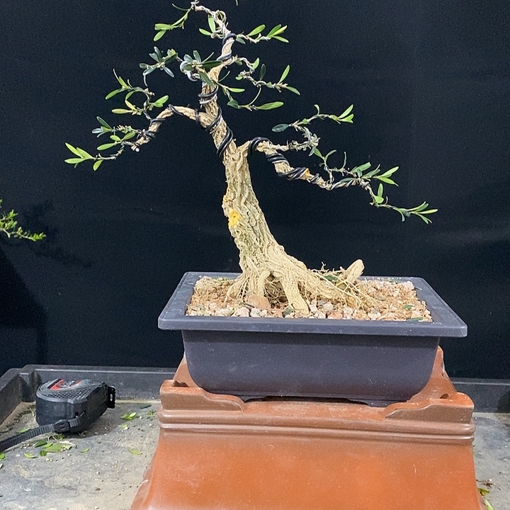 无花朵小叶雀舌黄杨盆景