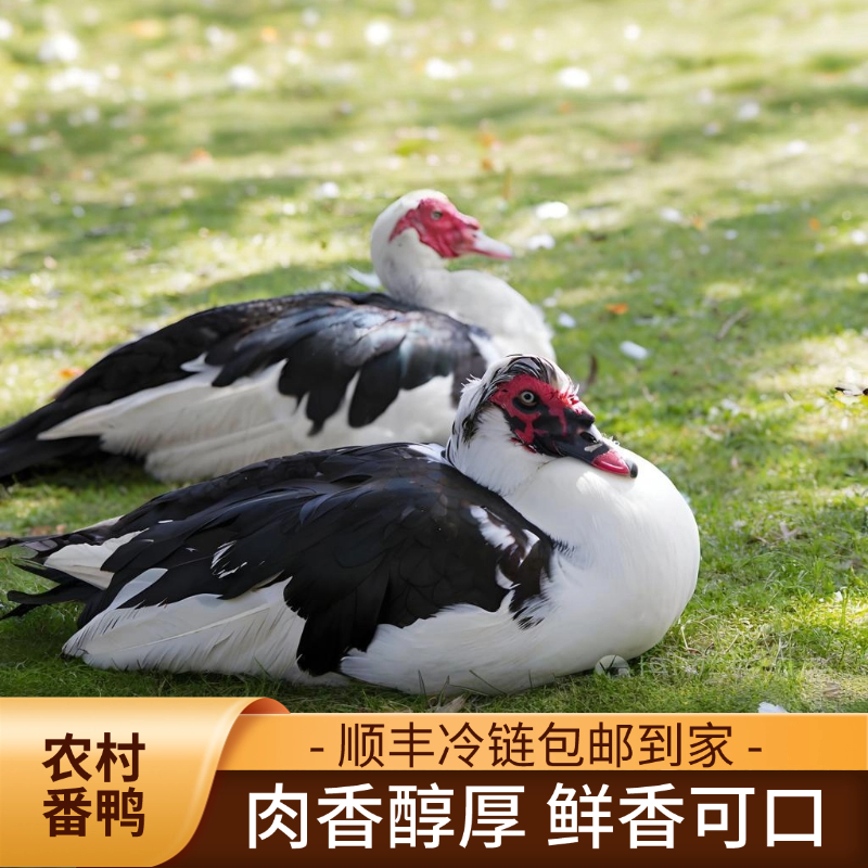 [2只]农村番鸭肉质饱满肉香浓郁2只宰杀净膛发货总净重10斤顺丰