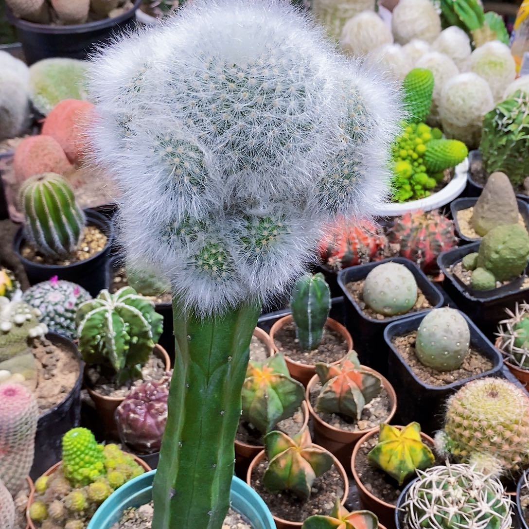 无花朵无刺丽光11111111411个