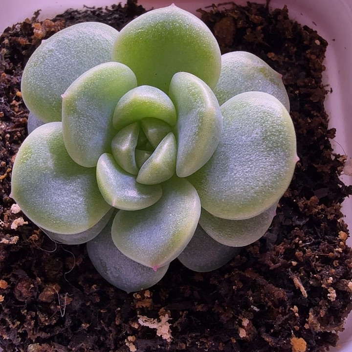 发财财富密码叶插苗一物一拍