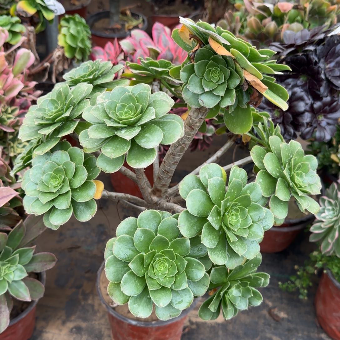 绿豆512满20包邮断枝不包