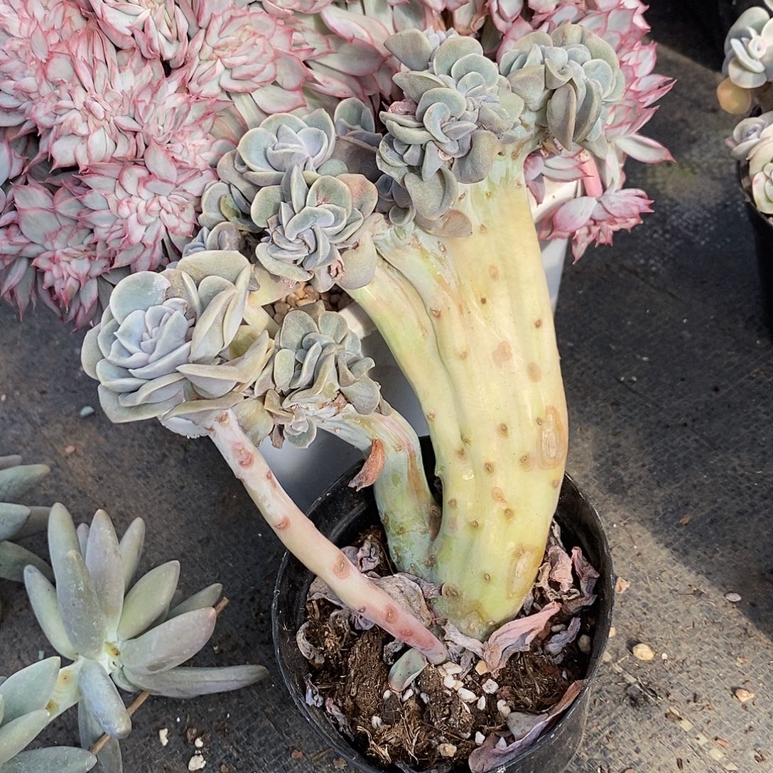 唯***e多肉植物肉肉植物