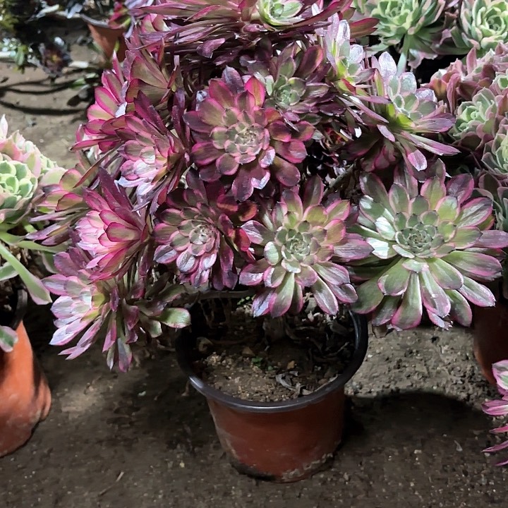 美*多肉植物雪姬120