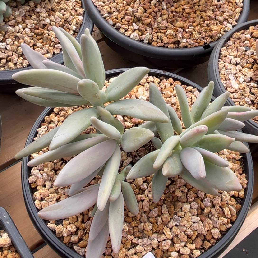 香蕉美人多肉植物280