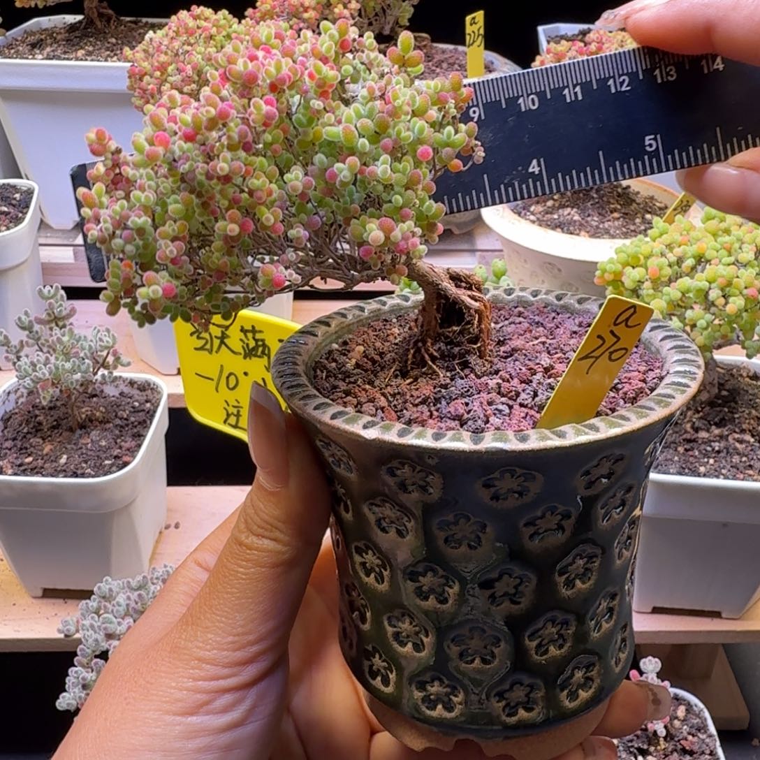 a270号蜜橘冠服9厘米左右带盆发