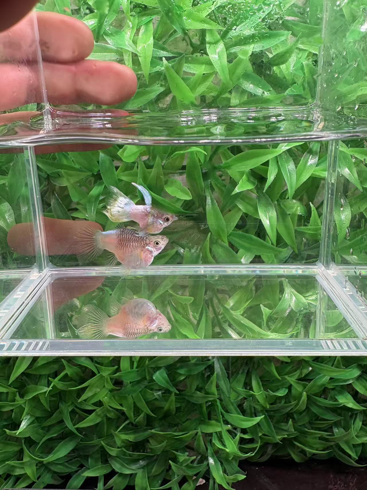 原线野生色粉猫球 一对装