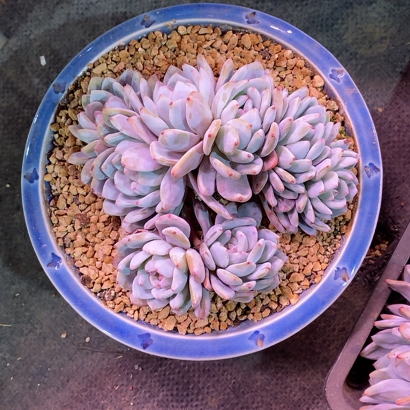 【闪购商品】知*、1111111