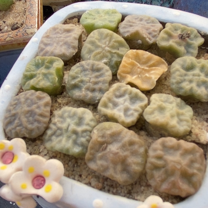 大方烧1颗。       