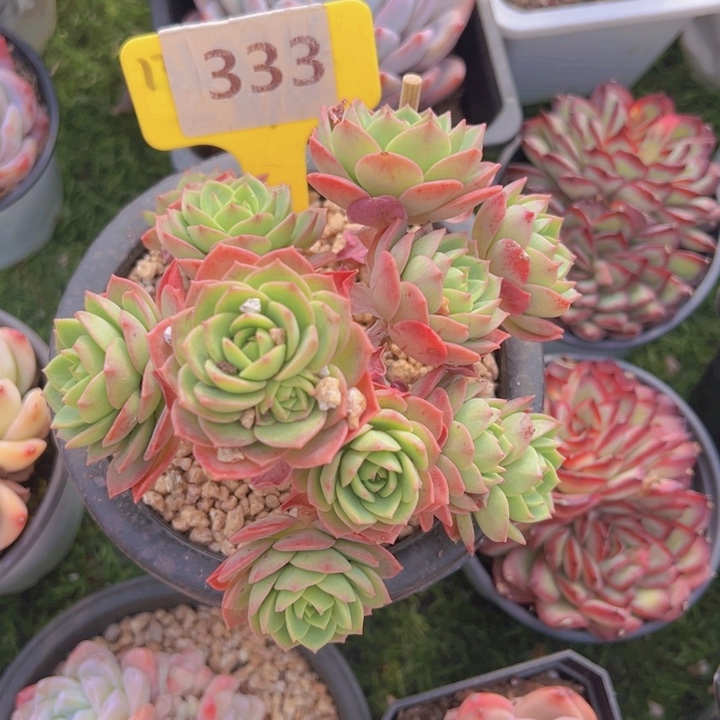 健健康康平平安安