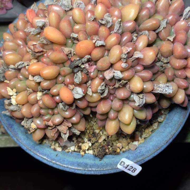 A***hD128桃花源缀精品