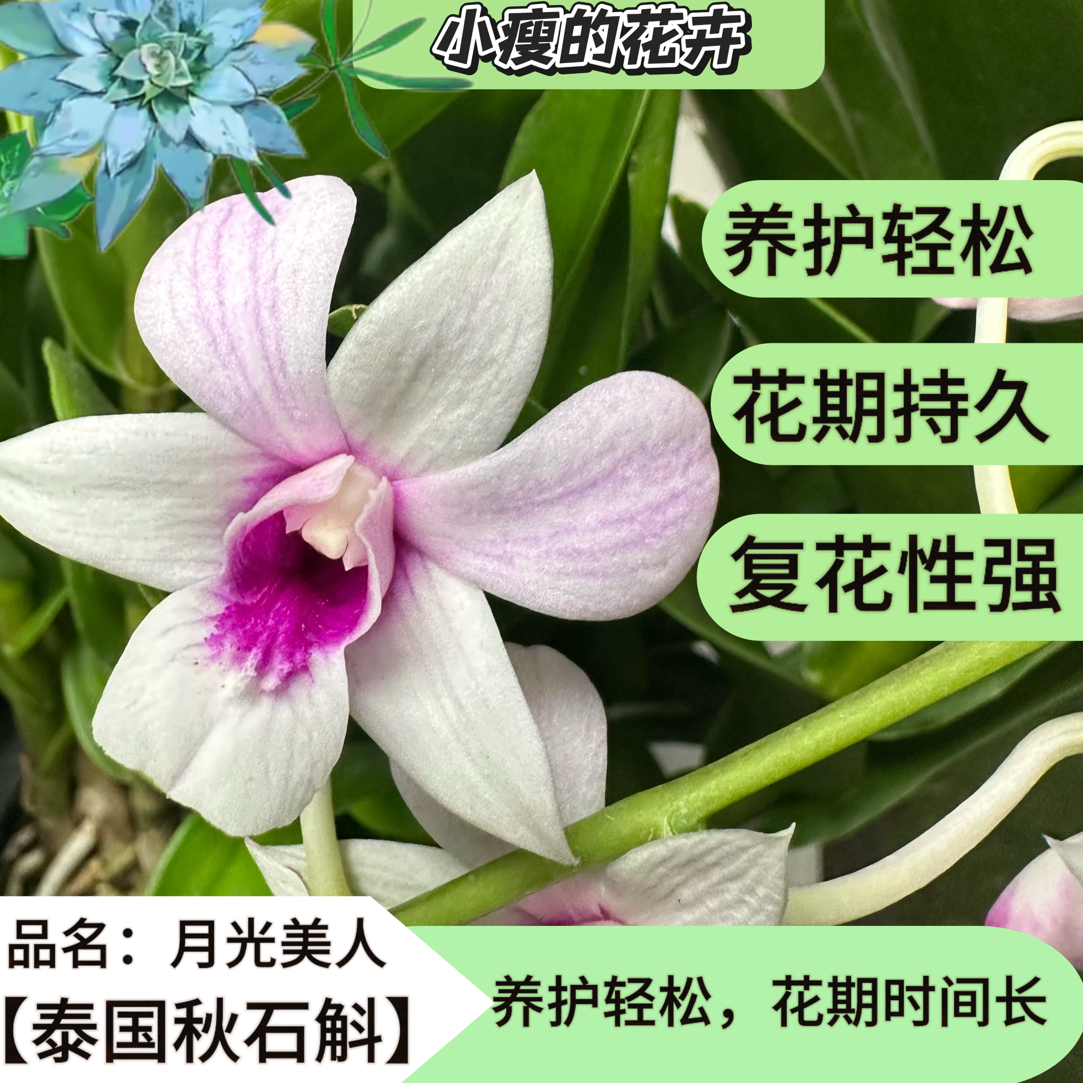 泰国进口秋石斛《月光美人》花期长 好养护 易养活