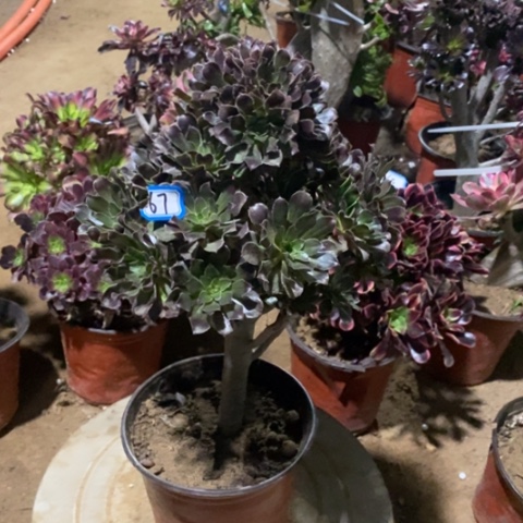 灰豆朵朵一物一拍