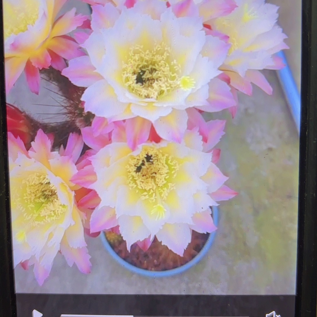 126毛侧牙20包邮仙人球32