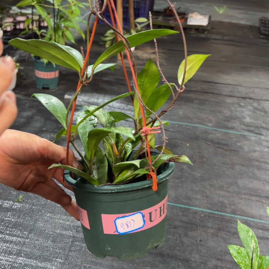 若***晴无花朵黑银粉球兰