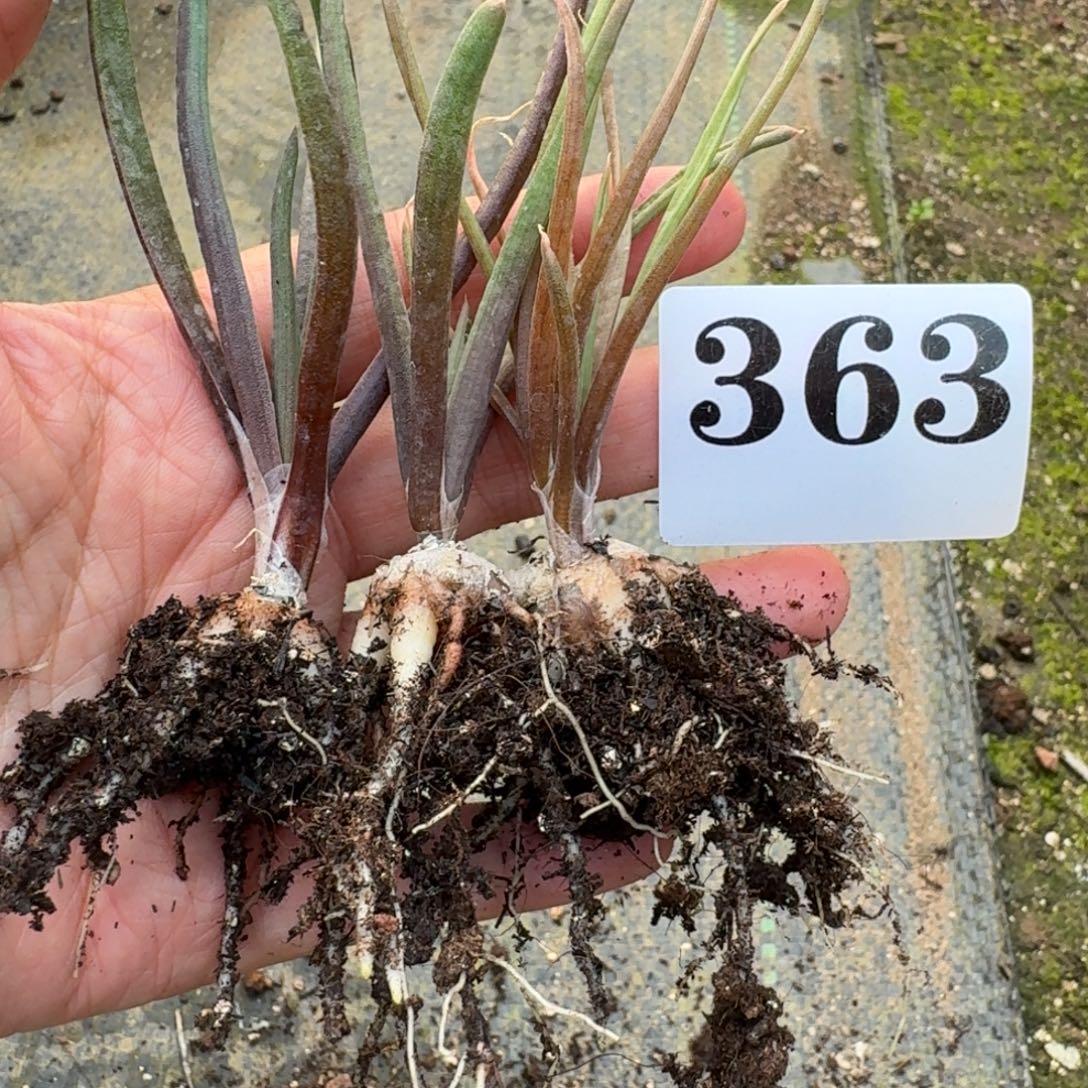 块根寿一物一拍多肉植物