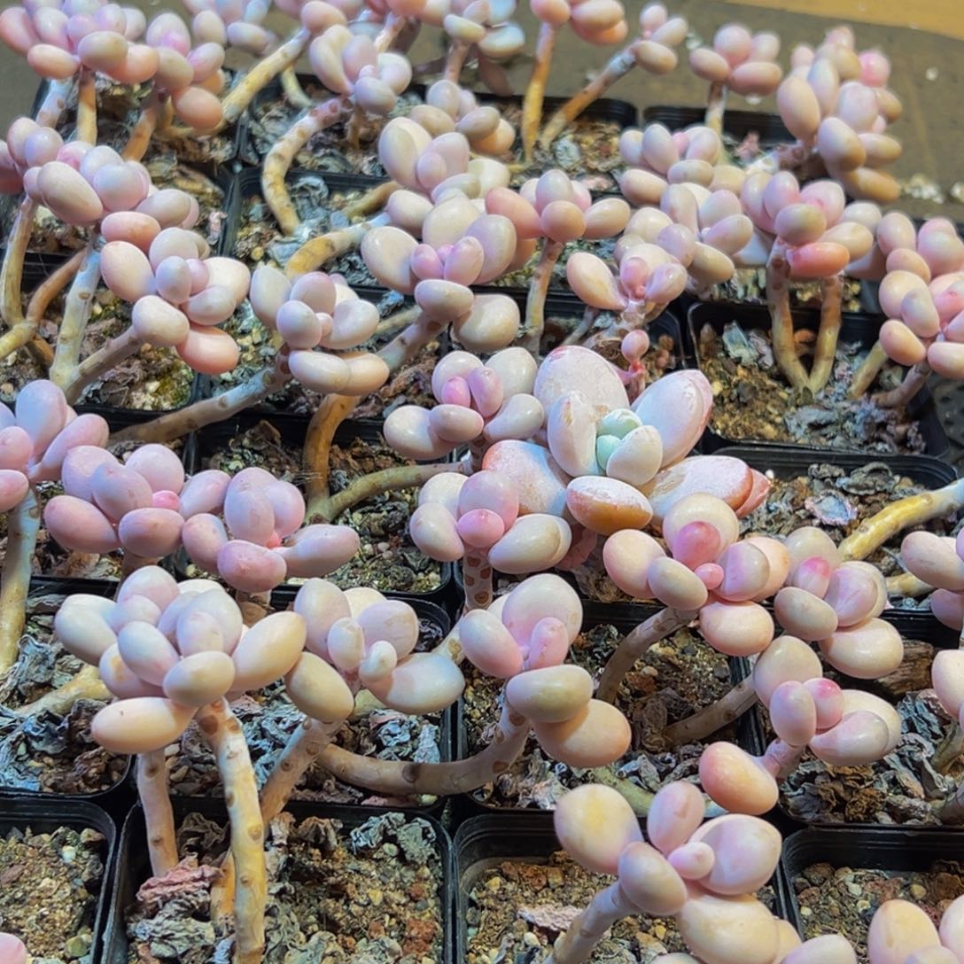 鱼***鱼862多肉葡萄的味道是真的很