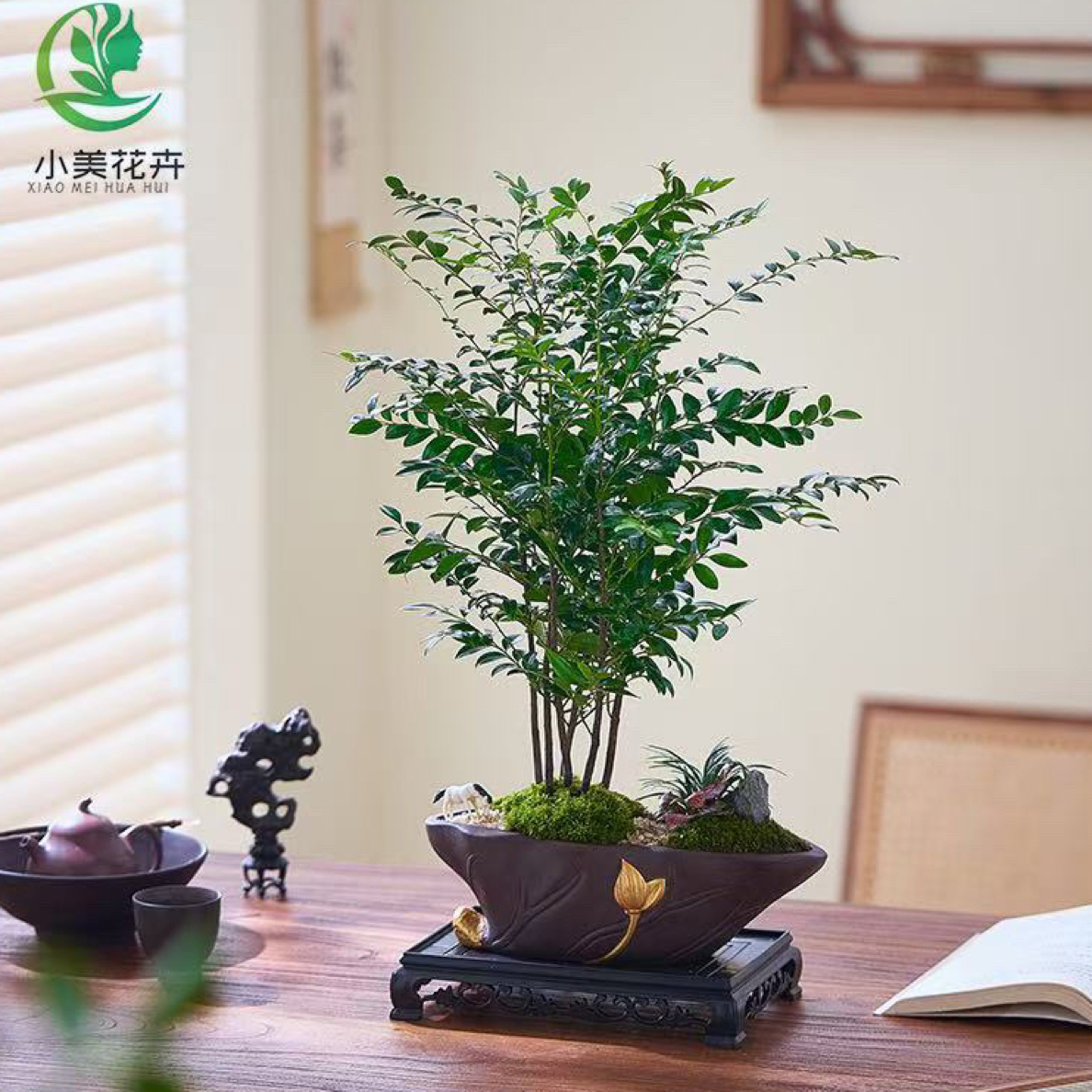  【莲归】禅意/意境小叶紫檀室内好养夏季清爽盆景