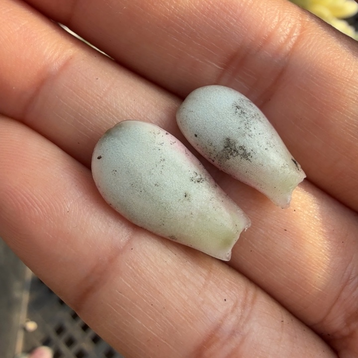 两个一组的价格葡萄锦