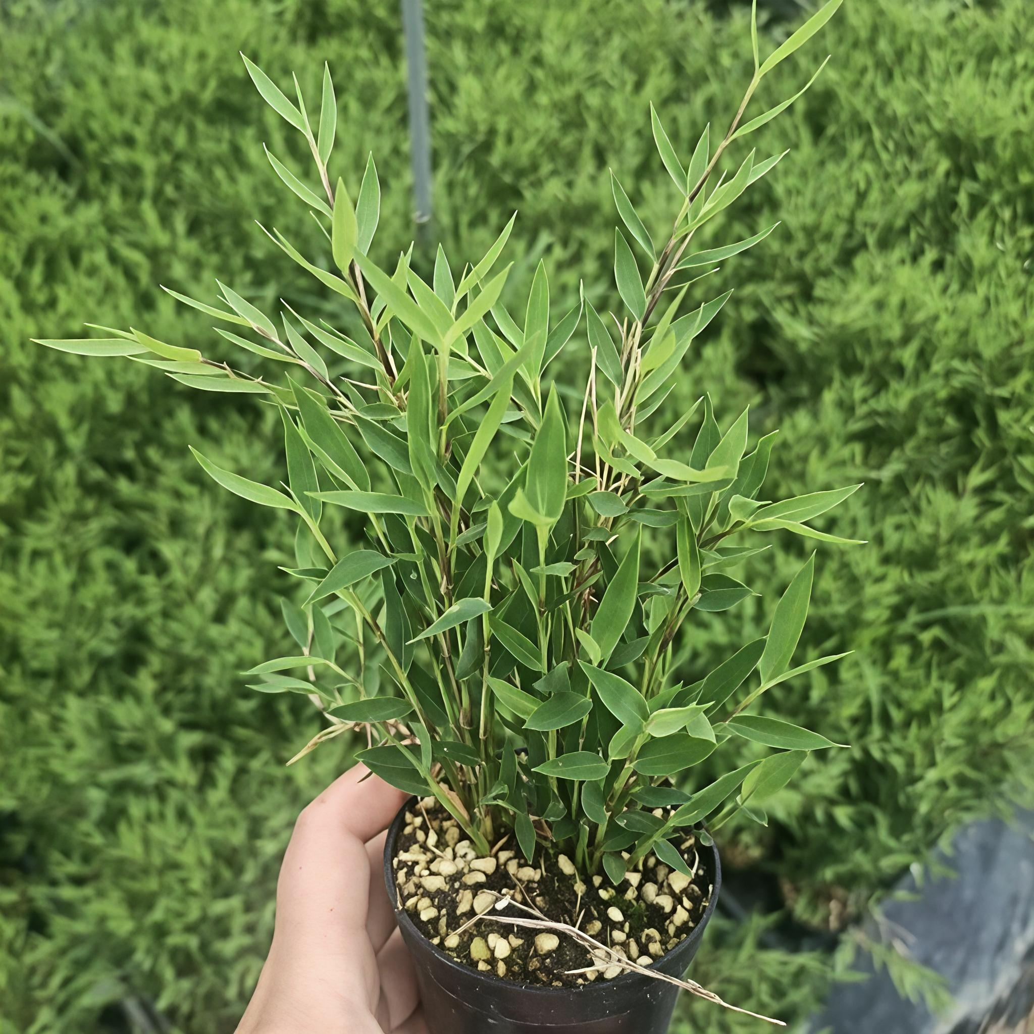 澳洲风竹办公室净化绿植绿植盆栽室内竹子盆栽