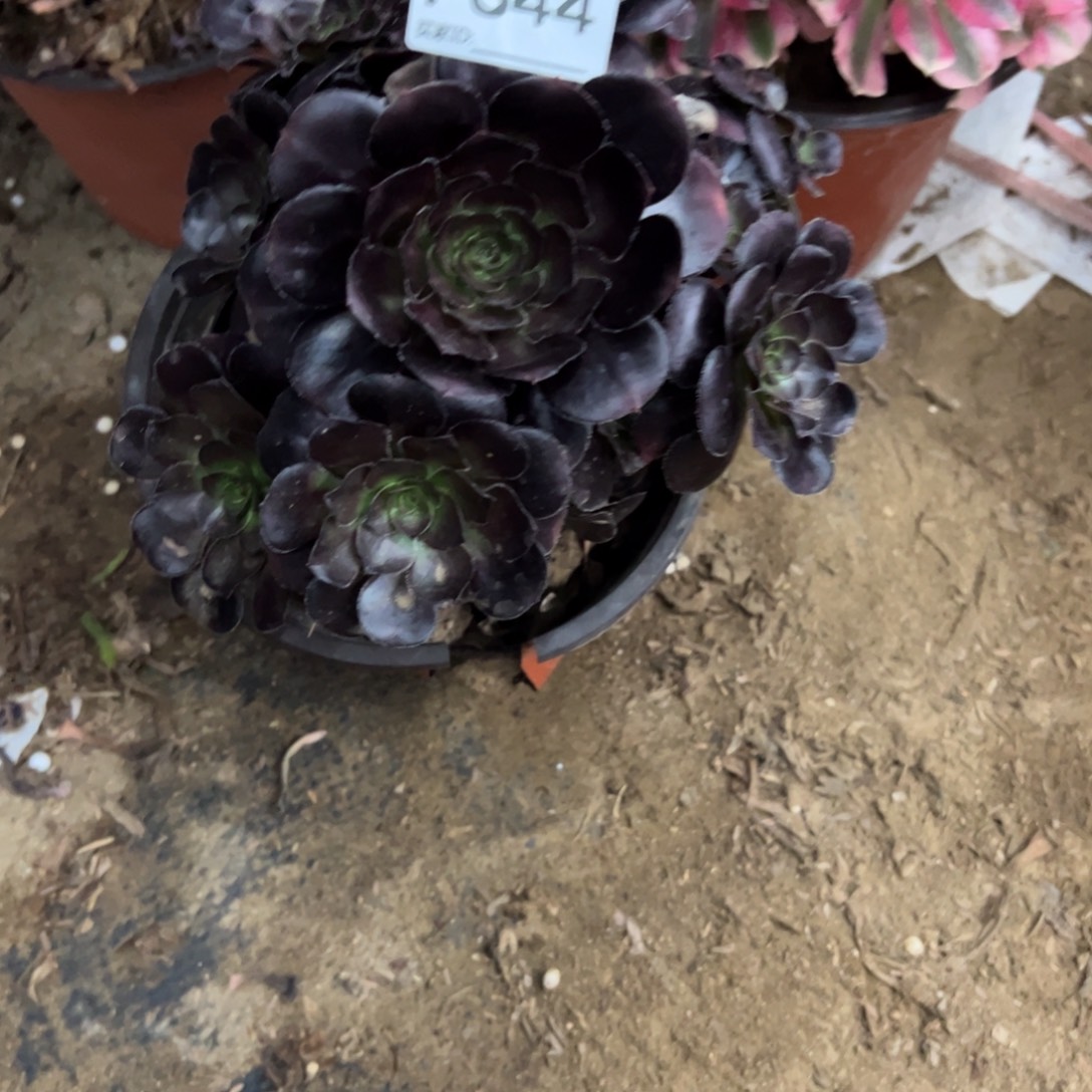 644黑玫瑰多肉植物法师
