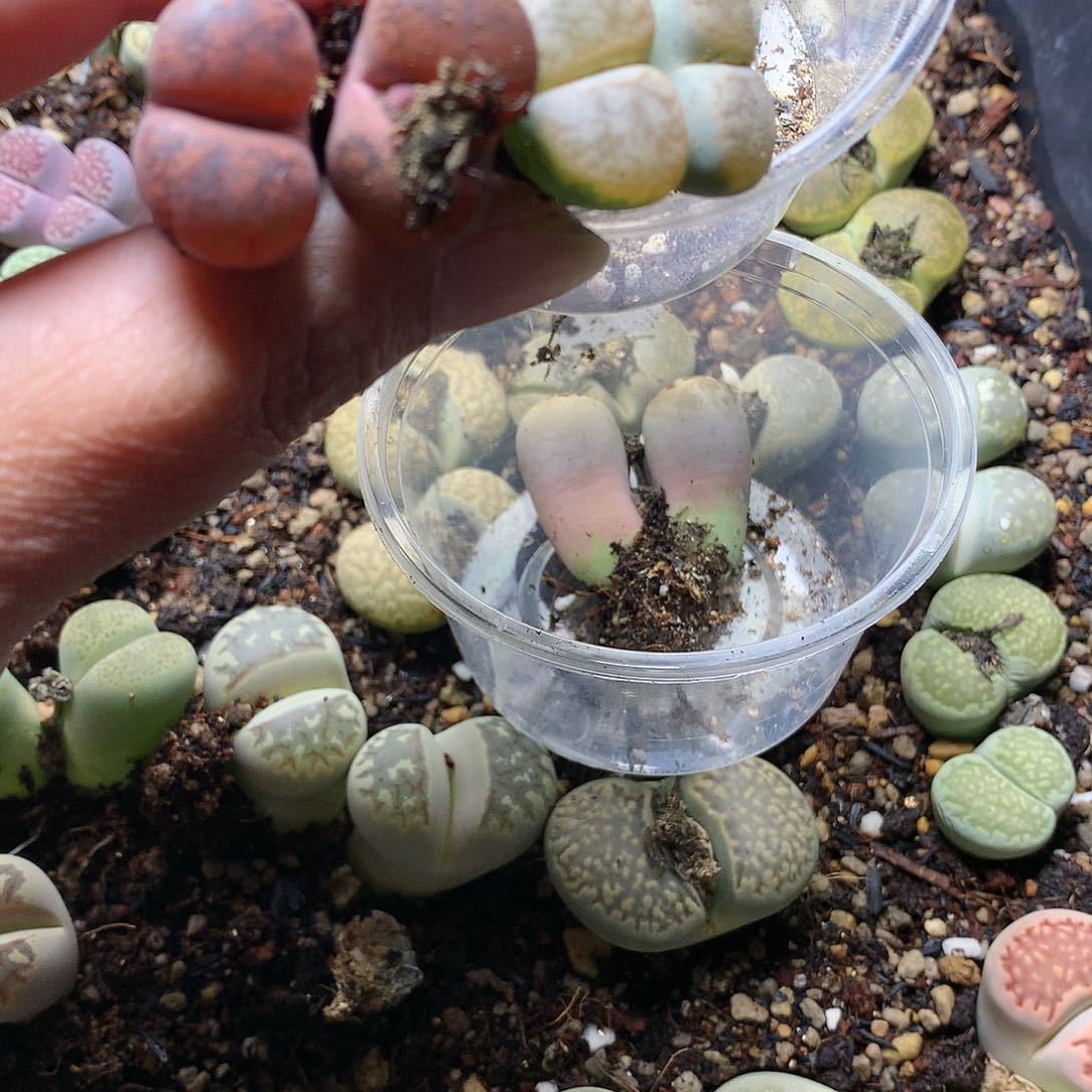 ?K442多肉植物保护