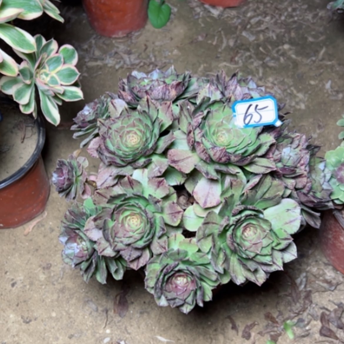 【闪购商品】多肉植物万拉丝65