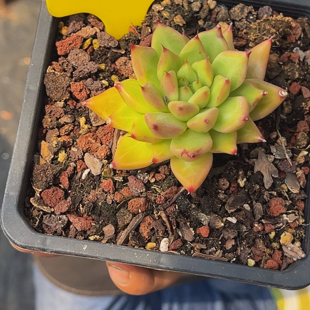 0373号上午多肉植物群生多肉