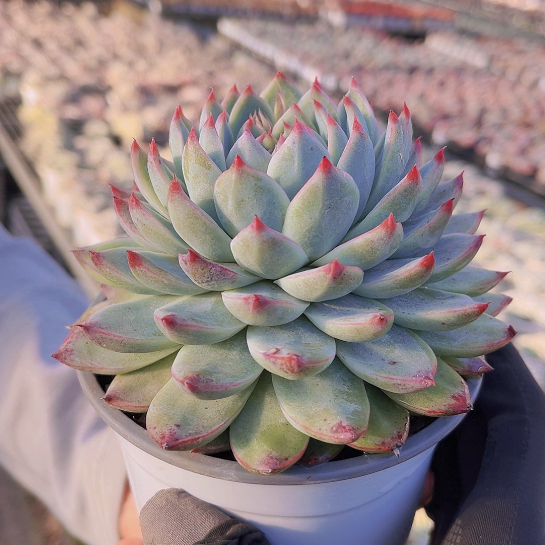 桃夭12公分999988889