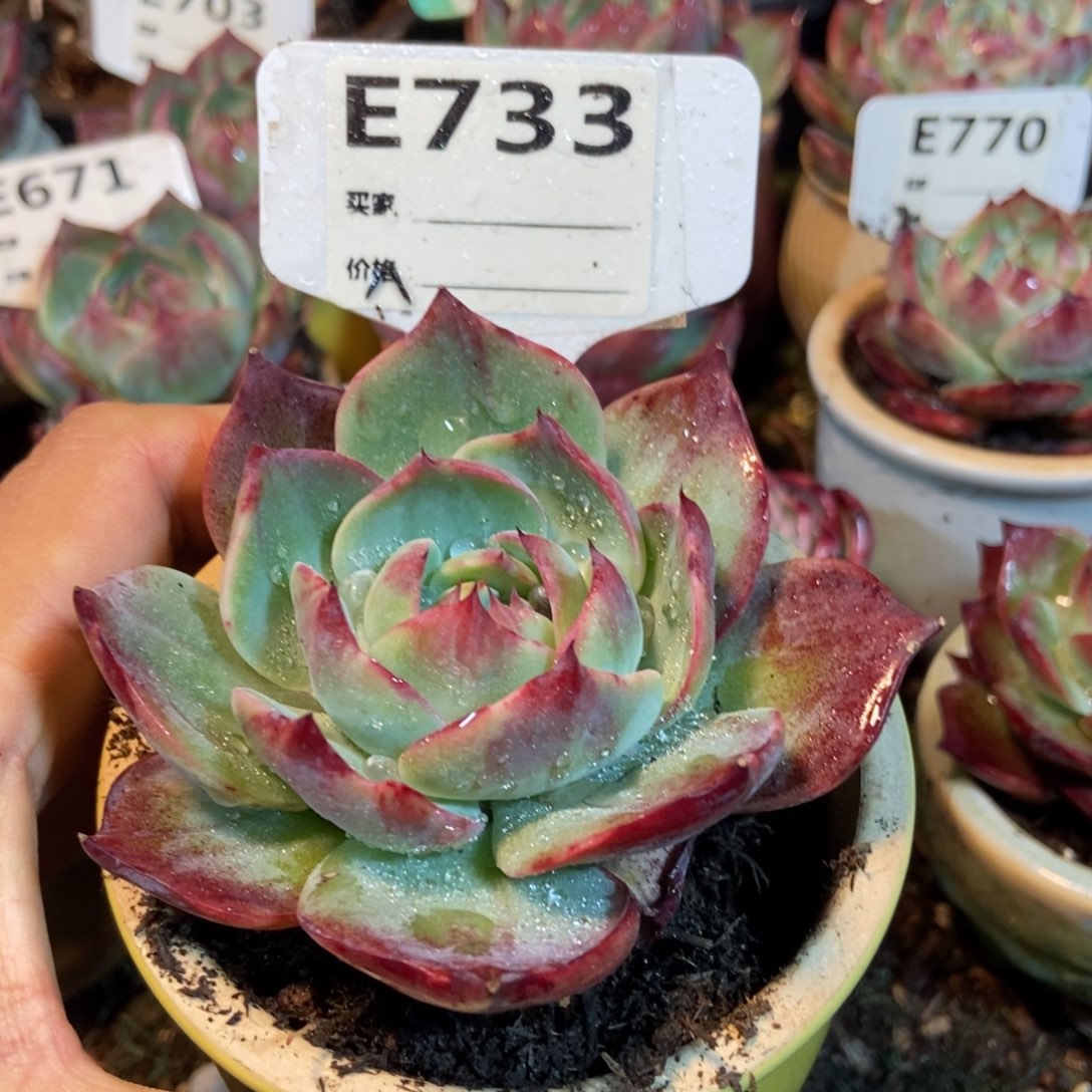 惊鸿一瞥733号楼多肉