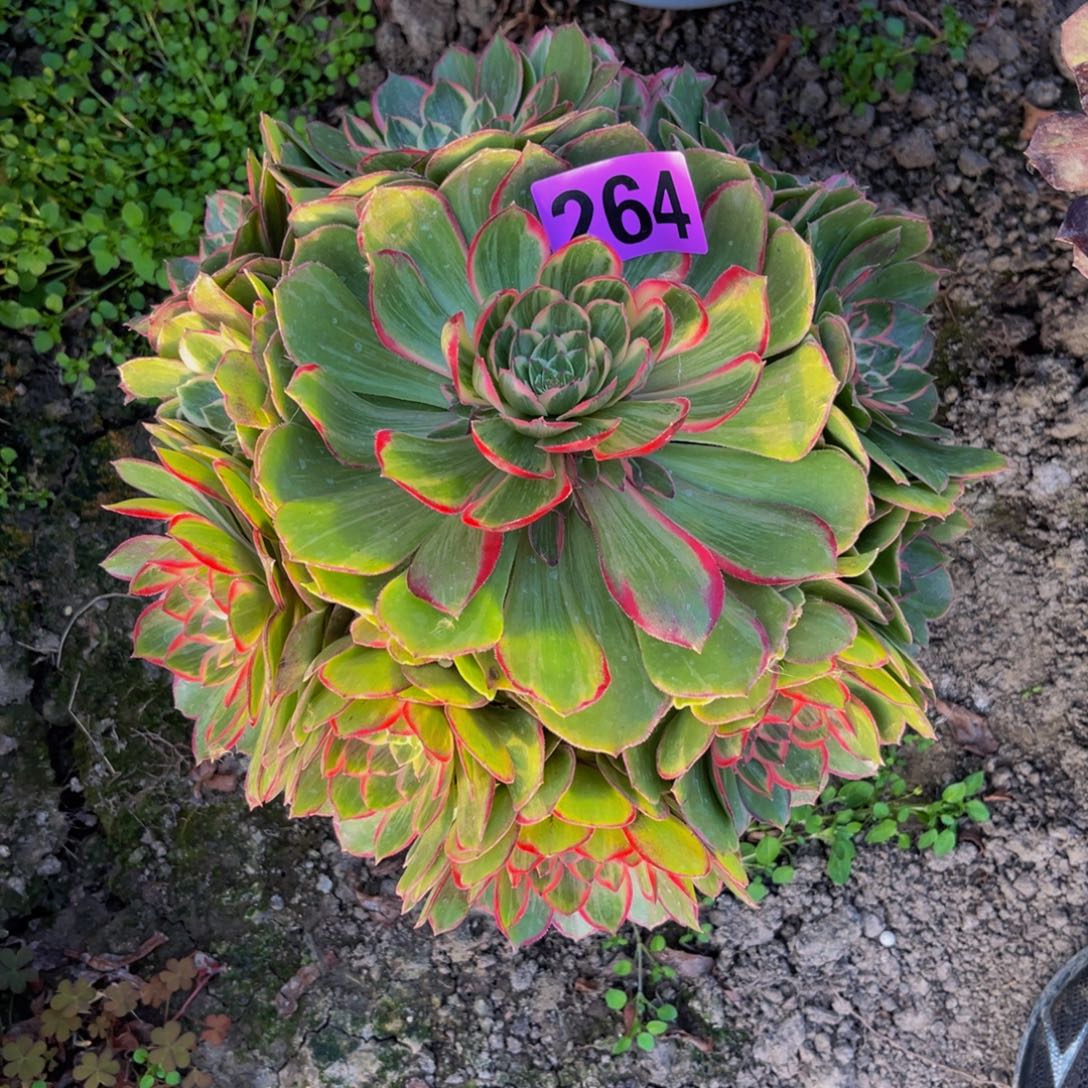 莲花座法师26//13包邮