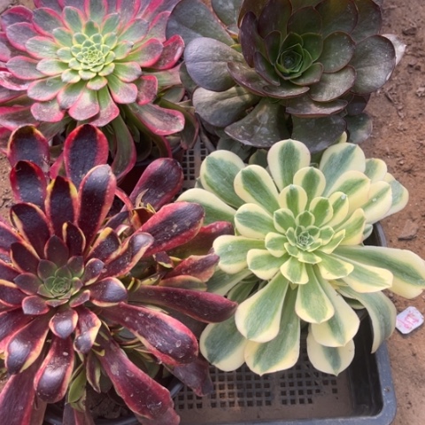 855多肉植物组合