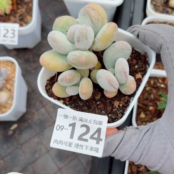 奶酪多肉植物多肉植物