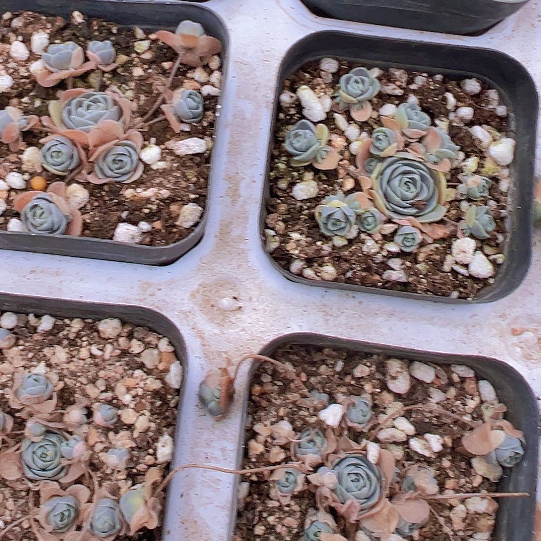 自持莲花19包邮多肉