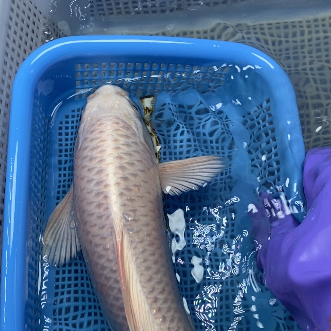 锦鲤冷水锦鲤包邮